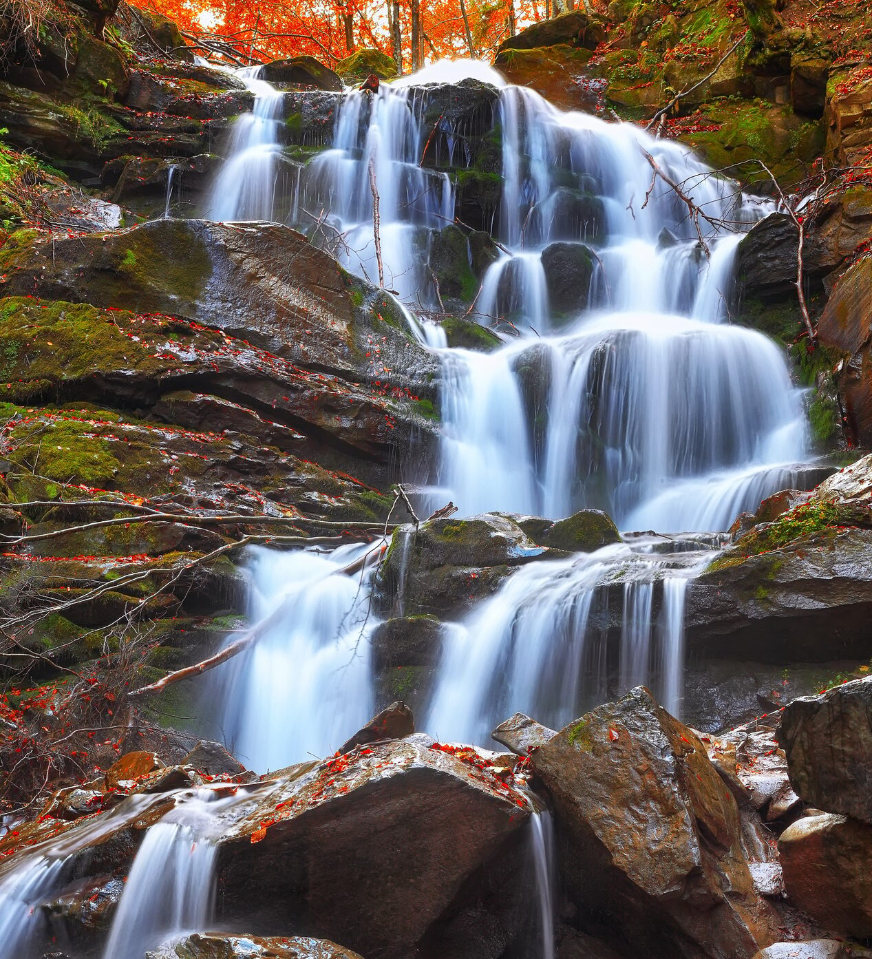 Baños de bosque o naturaleza